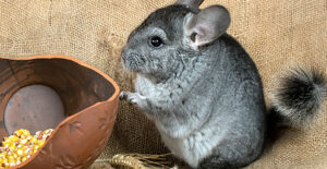 Chinchilla